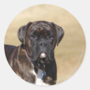 Search for brindle boxer stickers Canine photographer