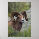 Search for bighorn posters Wildlife