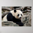 Search for smithsonian posters Wildlife