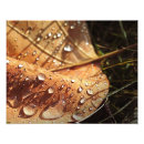 Search for wet leaf posters Rain