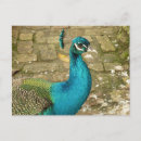 Search for blue peacock bird postcards Peafowl