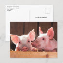 Recherche de museau cartes postales Rose