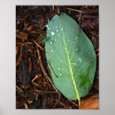 Search for dew posters Rain