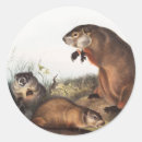 Search for woodchuck stickers Wildlife