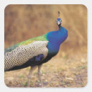 Recherche de animal images stickers Oiseau