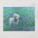 Recherche de bichons cartes postales Dog