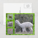 Recherche de zoologique cartes postales Zoologie