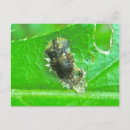 Search for larvae postcards Insect