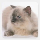 Search for himalayan stickers Animal