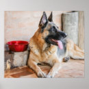 Search for guard posters German shepherd