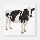 Recherche de vache holstein magnets Ferme