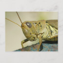 Search for grasshoppers postcards Wildlife