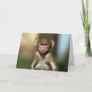 Search for cheeky monkey cards Animal