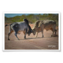 Recherche de territoire posters Photographie