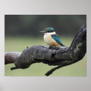 Search for kookaburra posters Cute