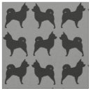 Search for black chihuahua Dog