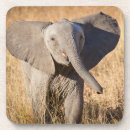 Recherche de savane dessous de verres Faune