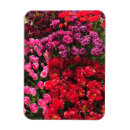 Recherche de tulipes roses magnets Violet