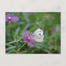 Recherche de images papillons cartes postales Faune