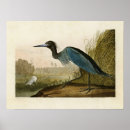 Search for audubon crane posters Birds of america
