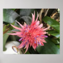 Search for bromeliad posters Flower