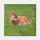 Recherche de faons magnets Nature