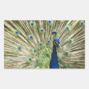 Search for peacock rectangle stickers Blue