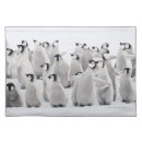 Search for wildlife placemats animal