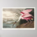 Search for roseate spoonbill posters John james audubon