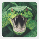 Search for reptile labels Predator