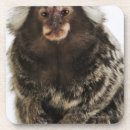 Search for 1 of colours coasters Branch