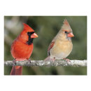 Recherche de cardinal photographie Rouge