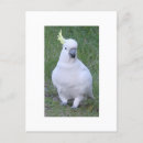 Search for native vertical postcards Animals