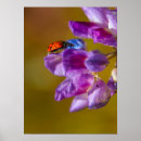 Recherche de jolie femme posters Fleur