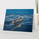 Recherche de beau dauphin cartes postales Océan