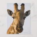Search for giraffe looking postcards Outdoors