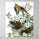 Recherche de colombe de deuil posters Observation des oiseaux