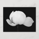 Recherche de bourgeon cartes postales Nénuphar