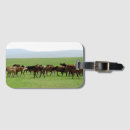 Recherche de chevaux photographie Faune