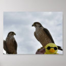 Recherche de faucon art Proie