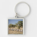 Search for migration accessories Nature
