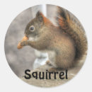 Search for squirrel pictures gift wrap Animals