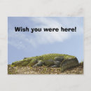 Recherche de reptiles cartes postales Floride