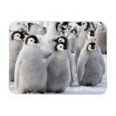 Search for chick rectangular magnets Friends