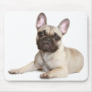 Recherche de petits chiens tapis souris Chiot
