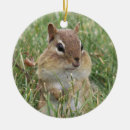 Search for chipmunk ornaments Nature