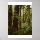 Search for rain forests posters Photography