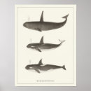 Recherche de whale posters Orca