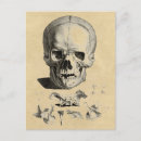 Recherche de crâne humain vœux cartes Vintage