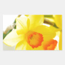 Search for narcissus stickers Flower